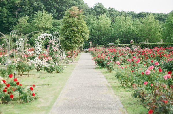 comment concevoir un jardin avec des massifs de fleurs pour un effet de contraste