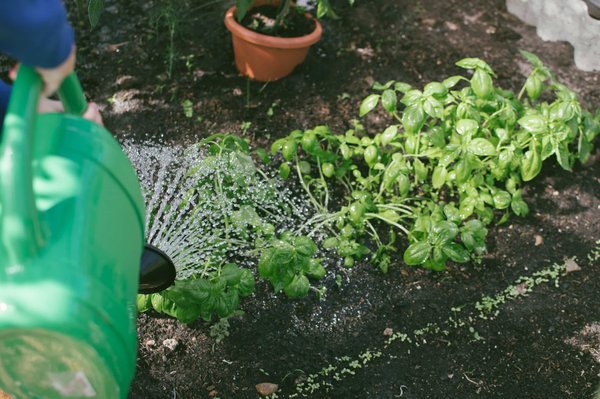 les avantages d'avoir un potager suspendu dans votre jardin